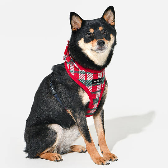 FESTIVE HARNESS A/RED/PAYD-HA2139-RD - 5
