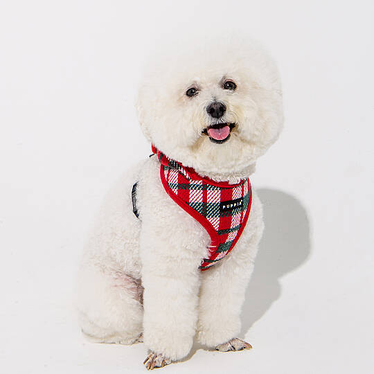 FESTIVE HARNESS A/RED/PAYD-HA2139-RD - 7
