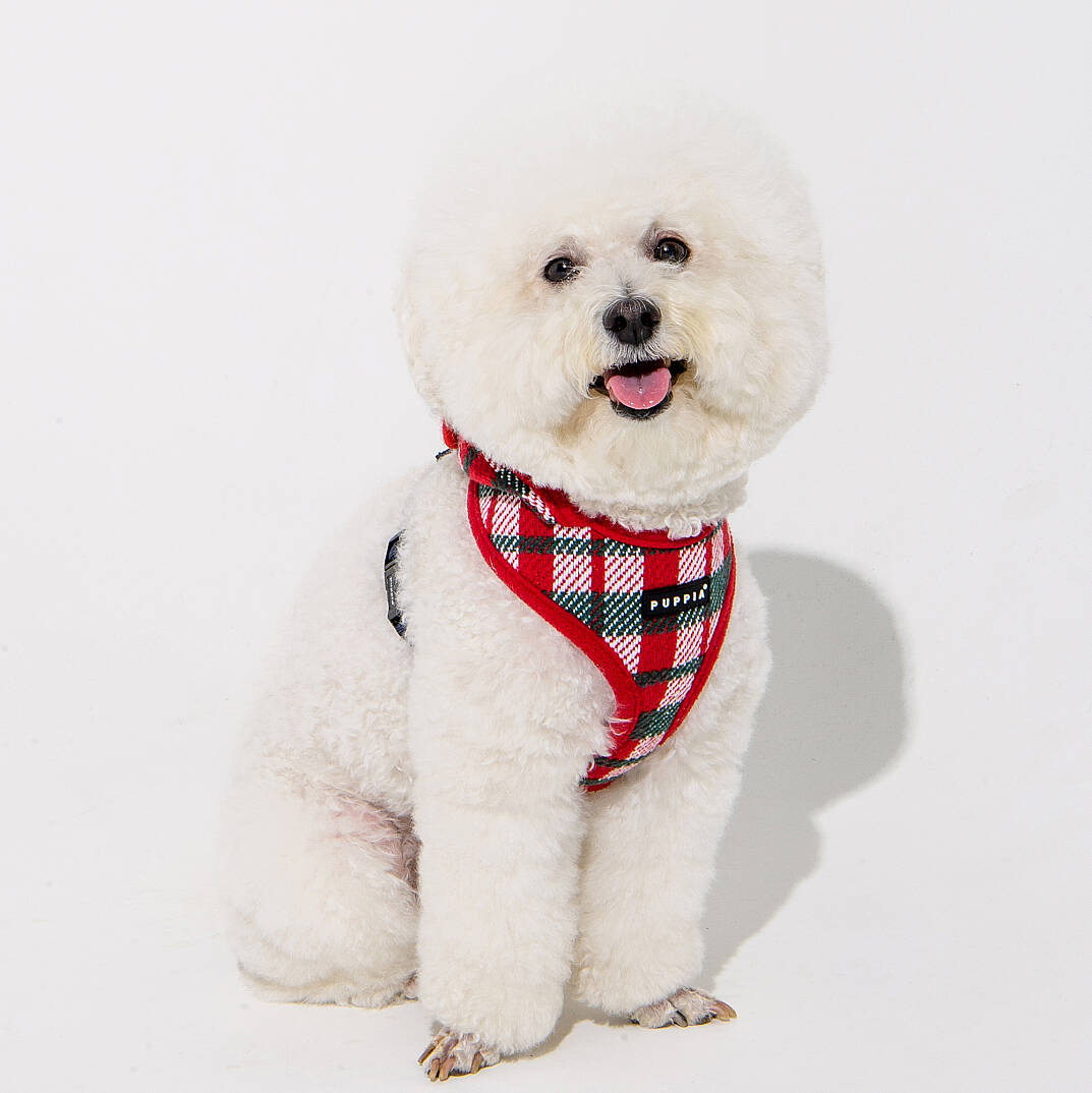 FESTIVE HARNESS A/RED/PAYD-HA2139-RD - 7