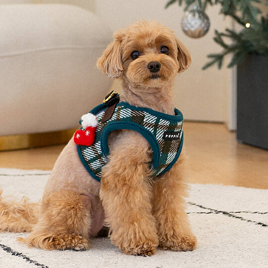 FESTIVE HARNESS B/GREEN/PAYD-HB2139-GR - 6