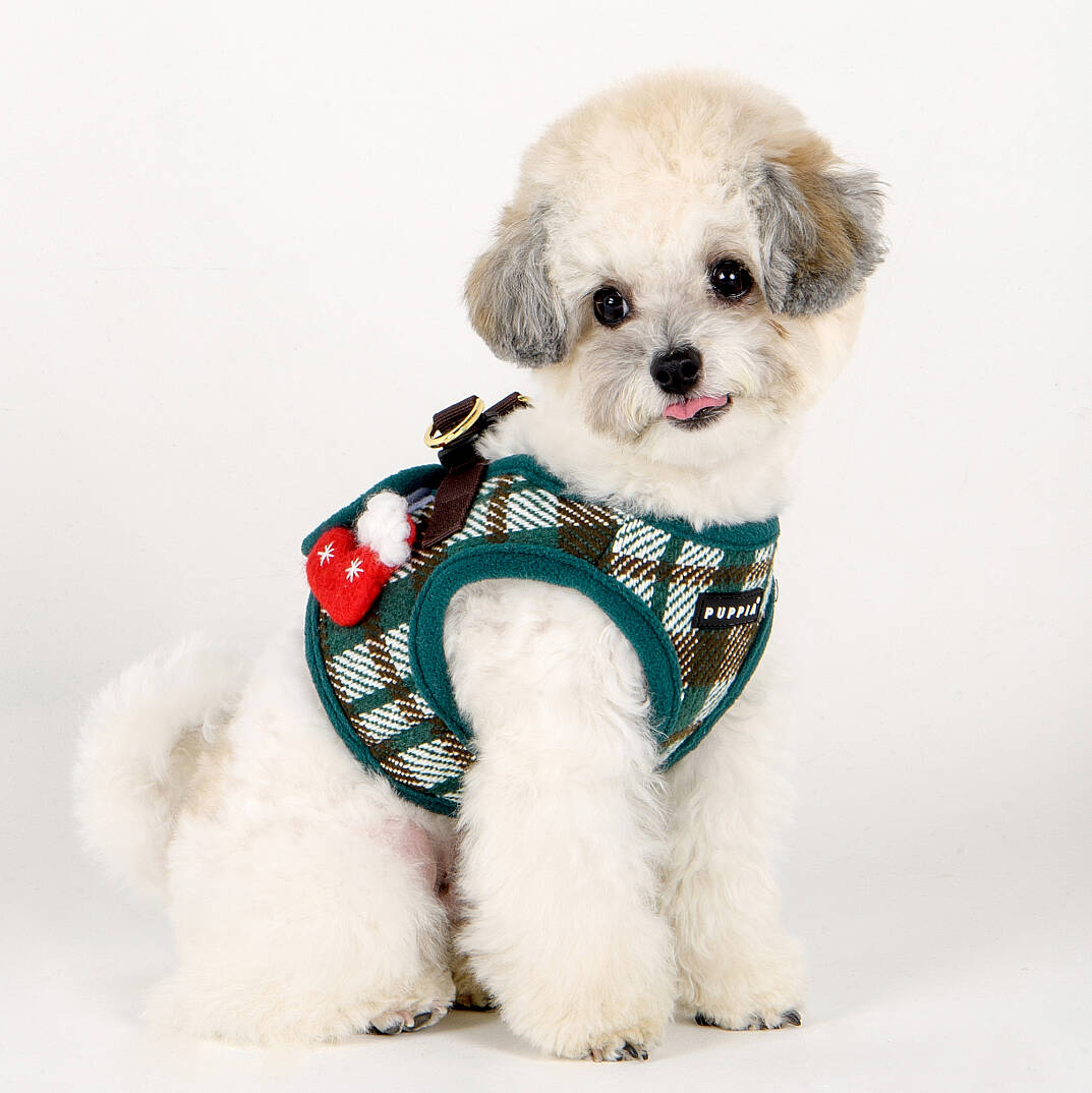 FESTIVE HARNESS B/GREEN/PAYD-HB2139-GR - 4