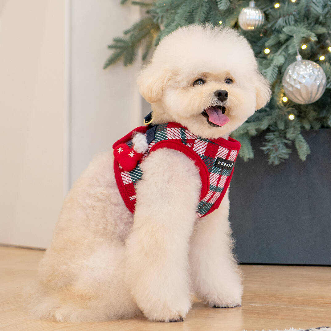 FESTIVE HARNESS B/RED/PAYD-HB2139-RD - 4