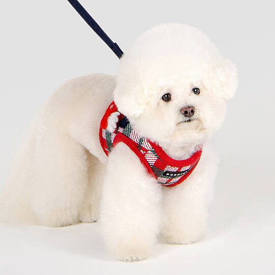 FESTIVE HARNESS B/RED/PAYD-HB2139-RD - 6