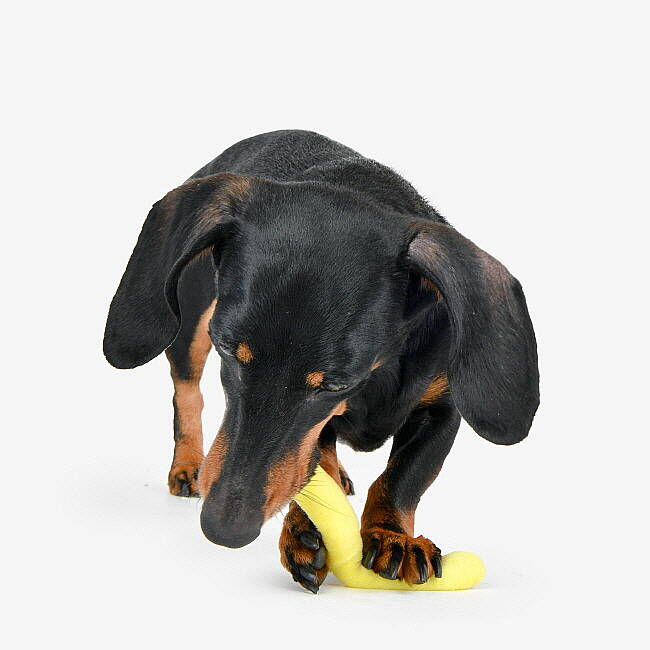 FİVEDOGS FRİED POTATO/YELLOW - 8