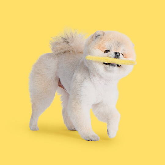 FİVEDOGS FRİED POTATO/YELLOW - 9