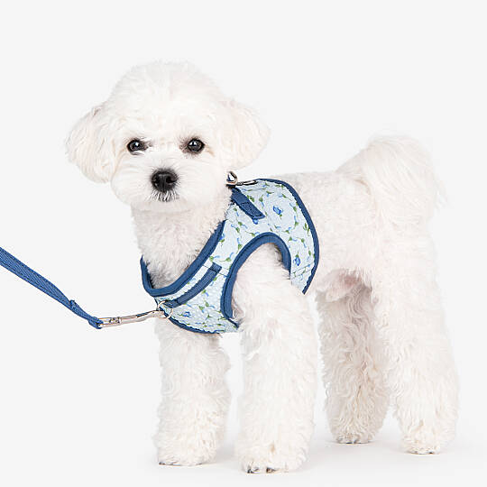 FLORIAN HARNESS B / BLUE - 8