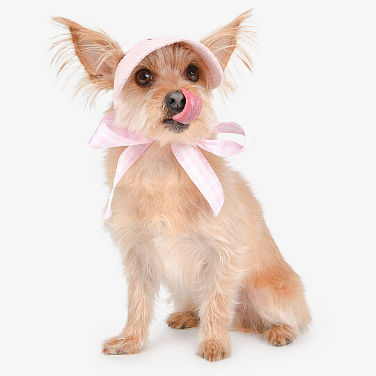 Flower Picnic Visor/PINK - 4
