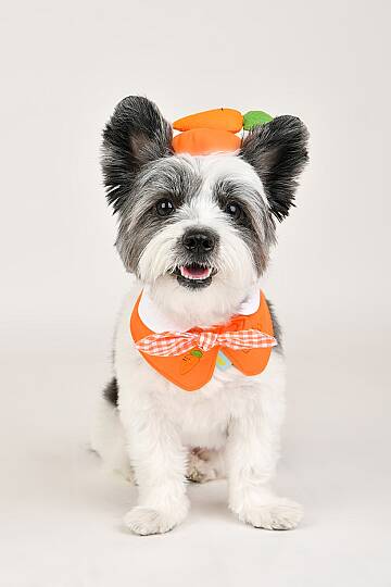 Fruit PoP Scarf/ORANGE - 3