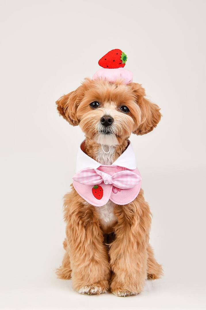 Fruit PoP Scarf/PINK - 3