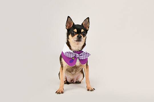 Fruit PoP Scarf/PURPLE - 3