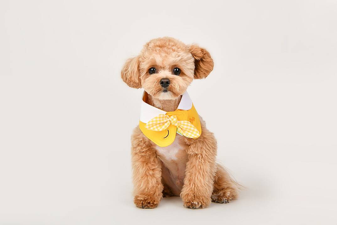 Fruit PoP Scarf/YELLOW - 2