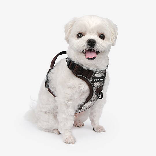 GARRETT HARNESS H / BROWN - 4