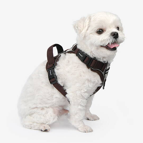 GARRETT HARNESS H / BROWN - 5