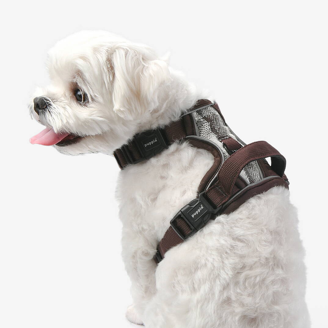 GARRETT HARNESS H / BROWN - 6
