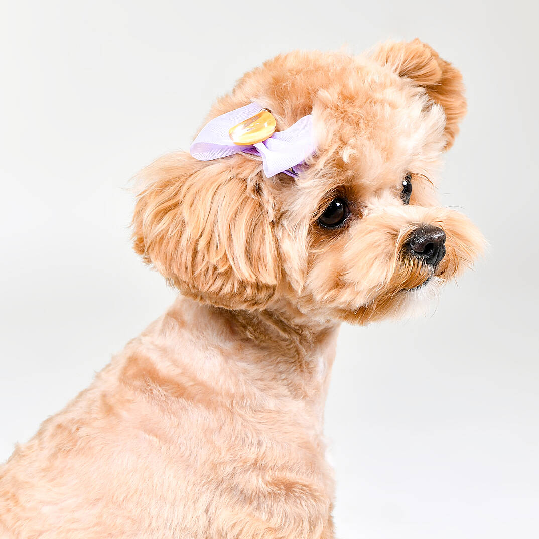 HairPin/PURPLE - 4
