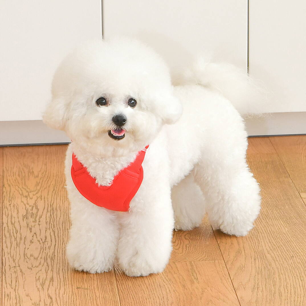 HEART HARNESS / RED - 5