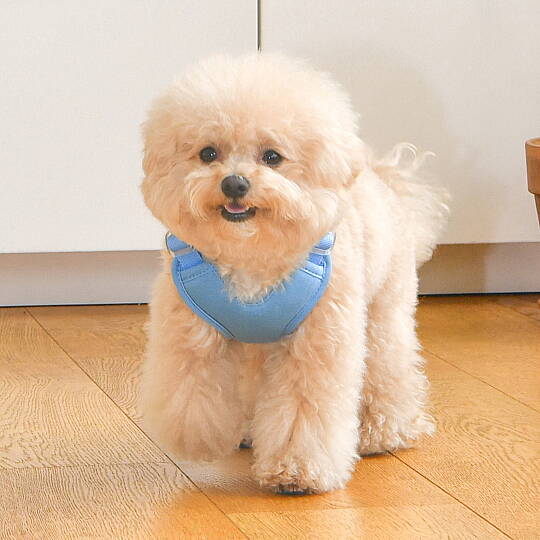 HEART HARNESS / SKY BLUE - 4