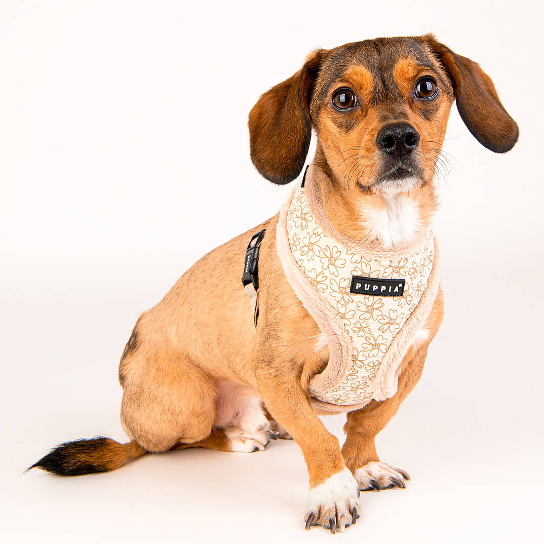 HEPATICA HARNESS A/BEIGE/PAVD-HA1933-BE - 7