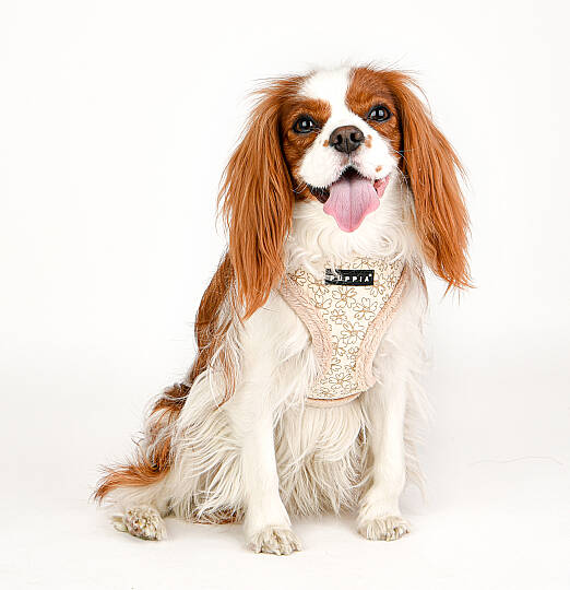 HEPATICA HARNESS A/BEIGE/PAVD-HA1933-BE - 8