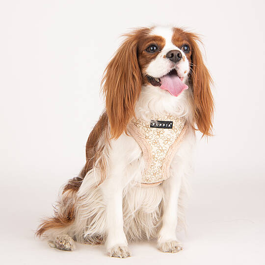 HEPATICA HARNESS A/BEIGE/PAVD-HA1933-BE - 9