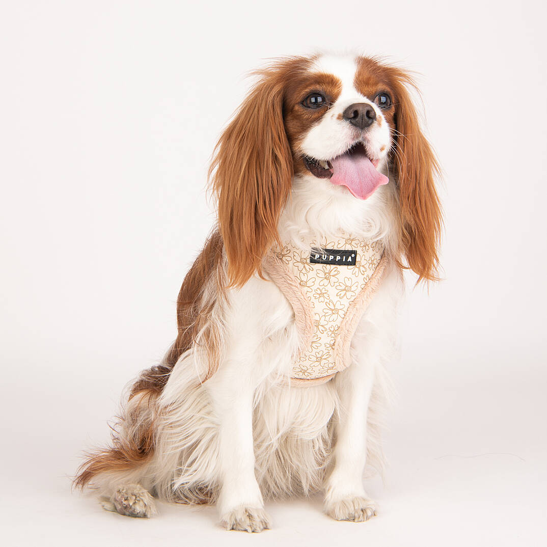 HEPATICA HARNESS A/BEIGE/PAVD-HA1933-BE - 9