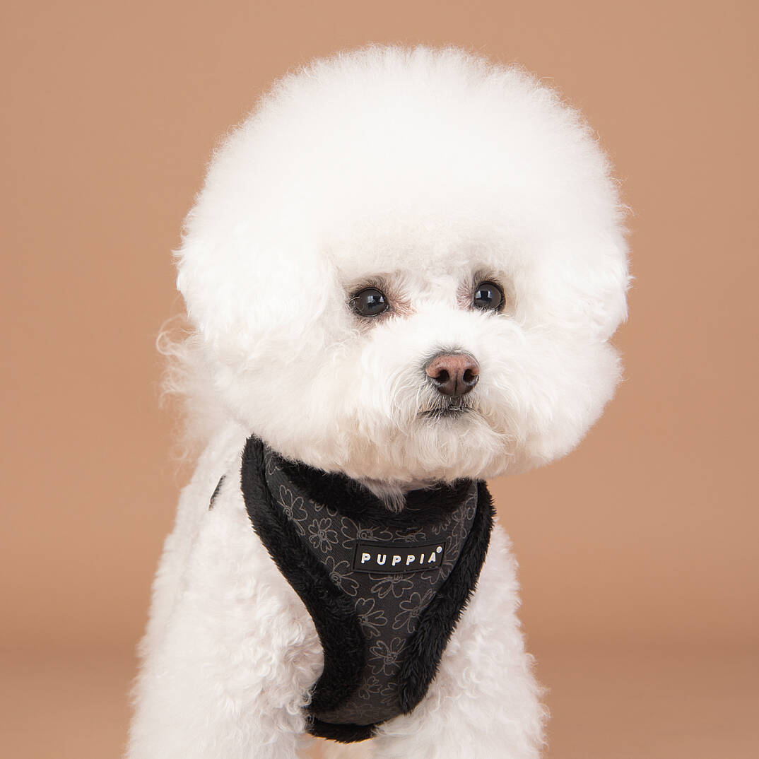 HEPATICA HARNESS A/BLACK/PAVD-HA1933-BK - 7