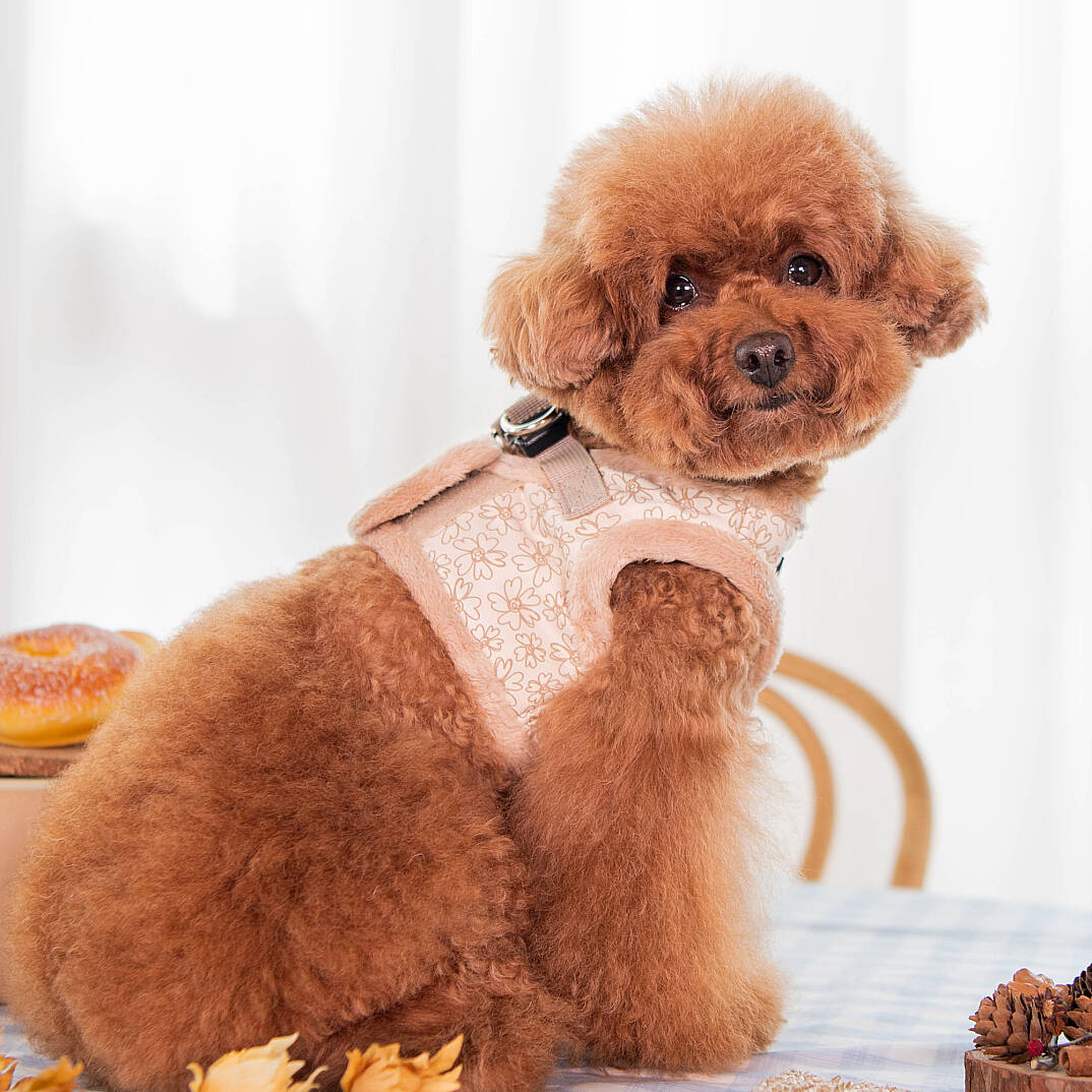 HEPATICA HARNESS B/BEIGE/PAVD-HB1933-BE - 7