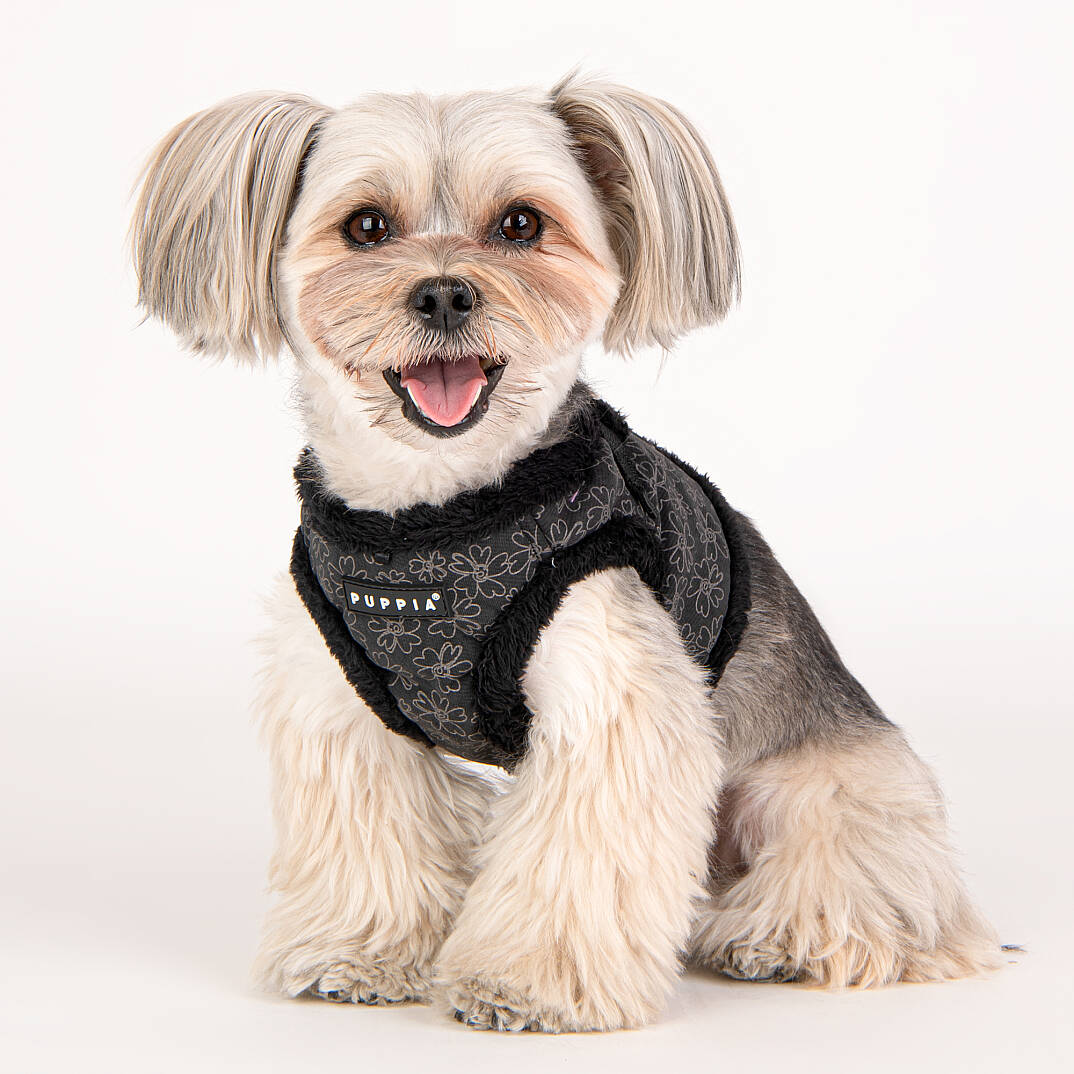 HEPATICA HARNESS B/BLACK/PAVD-HB1933-BK - 8