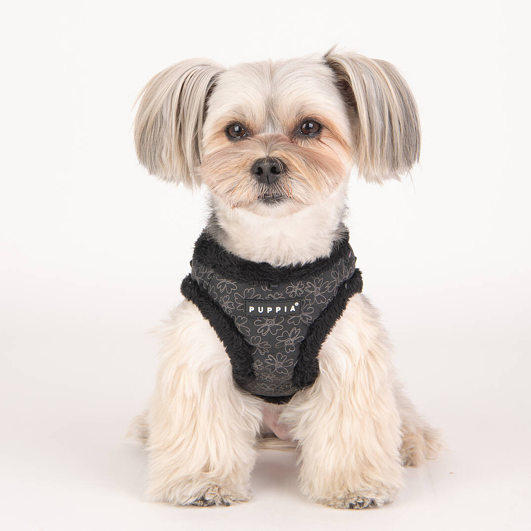HEPATICA HARNESS B/BLACK/PAVD-HB1933-BK - 9