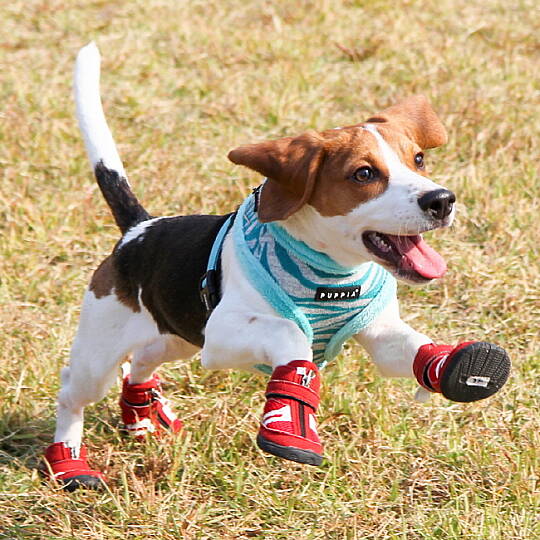 HIKER (B type) / RED - 3