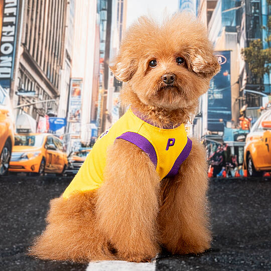 HOOPER / YELLOW - 4