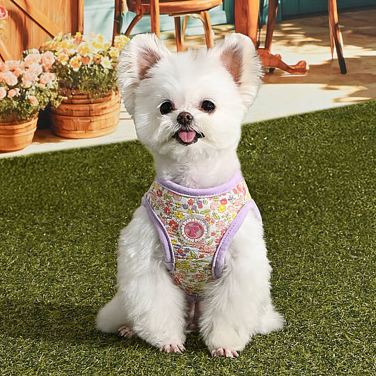 IONE VEST HARNESS/VIOLET - 6