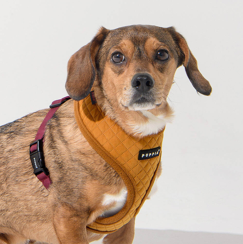 IRVIN HARNESS A/MUSTARD/PAYD-HA2138-MS - 5