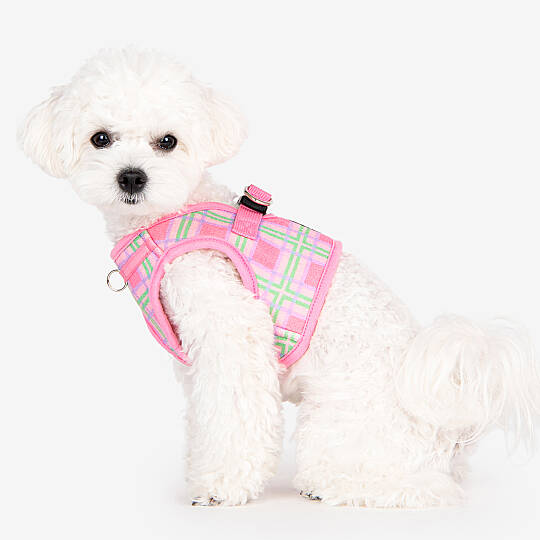 JAYLEN HARNESS B / PINK - 8