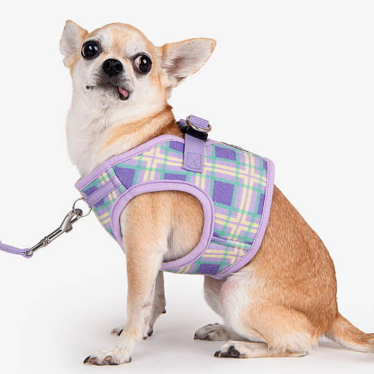 JAYLEN HARNESS B / VIOLET - 9