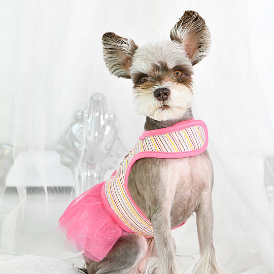 JOIE FLIRT HARNESS / PINK - 6