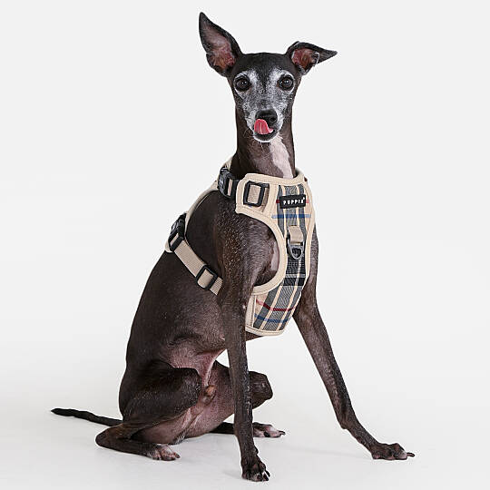 JUNIOR HARNESS H / BEIGE - 6