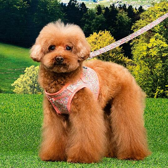 KEALOHA HARNESS B PAZA-HB2183-PK - 3