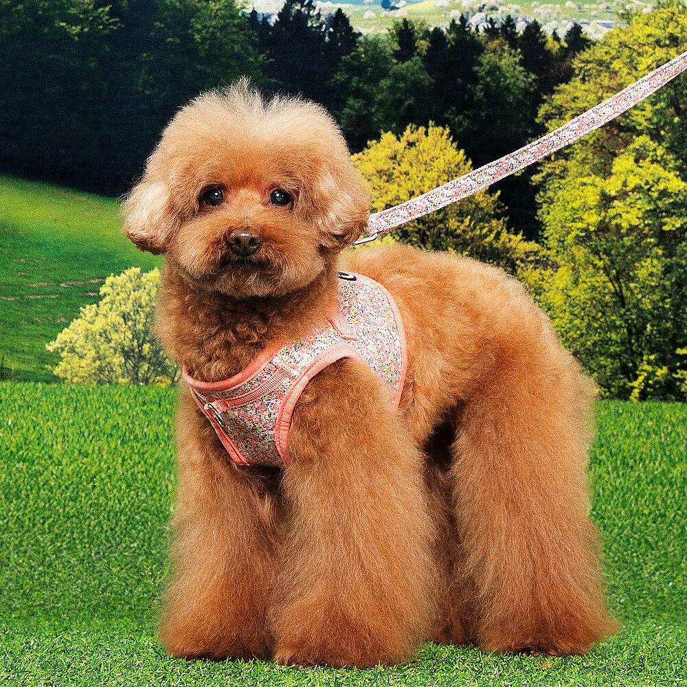 KEALOHA HARNESS B PAZA-HB2183-PK - 3