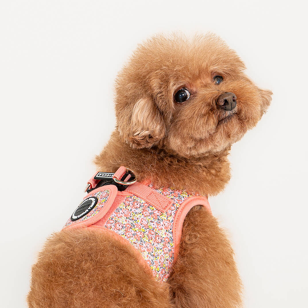 KEALOHA HARNESS B PAZA-HB2183-PK - 4