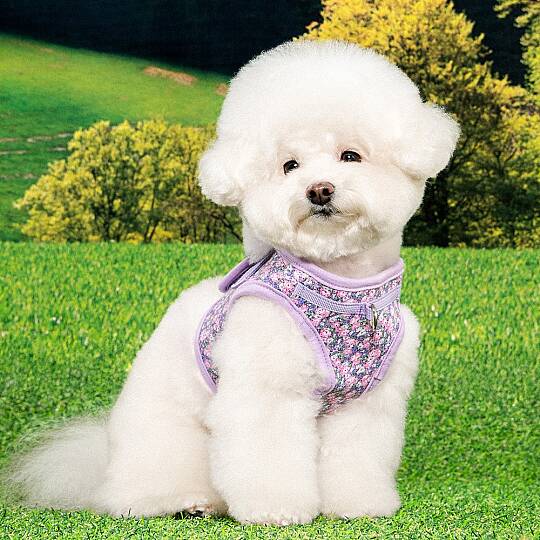 KEALOHA HARNESS B PAZA-HB2183-VI - 3