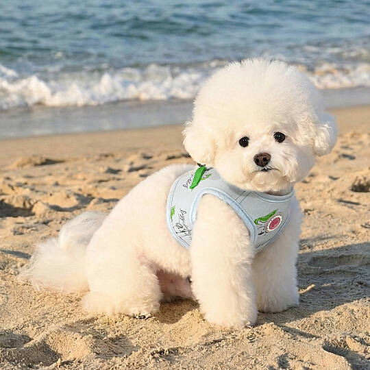 KIKI VEST HARNESS/LIGHT BLUE - 5