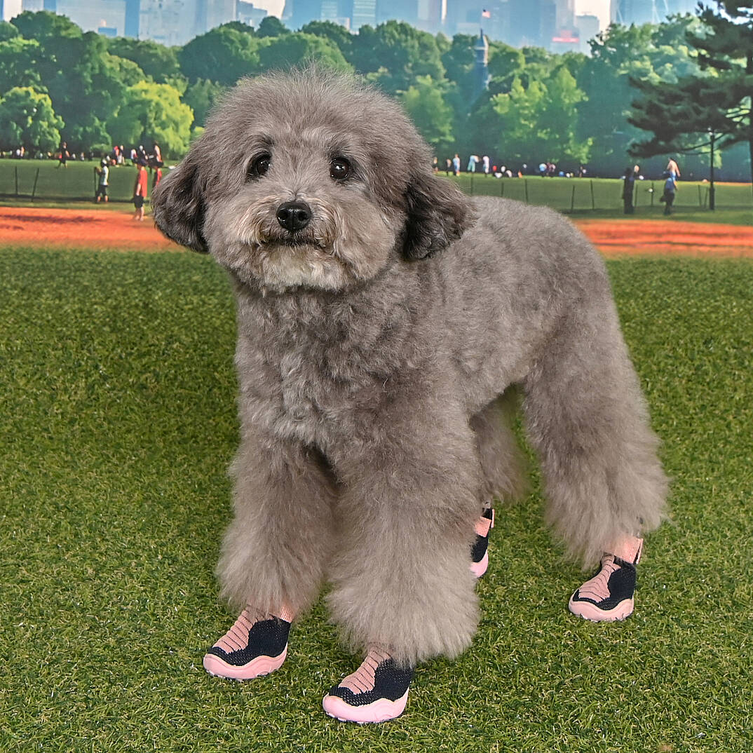 Knitted Comfort Shoes Köpek Ayakkabısı - 6