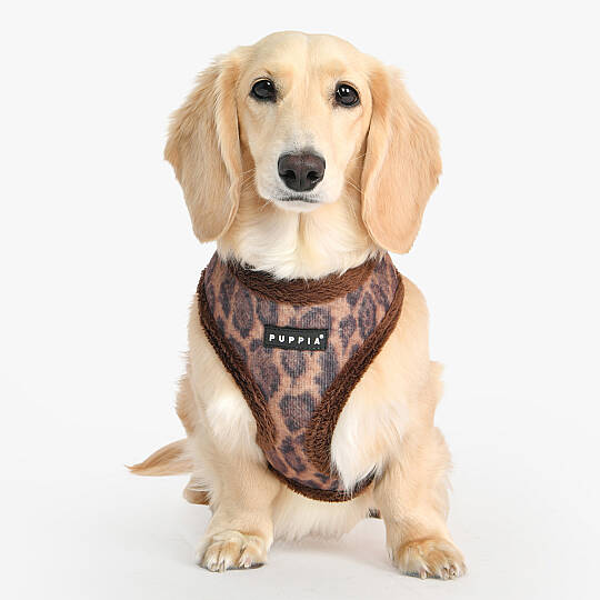 Kovo Harness A/BROWN/PAXD-HA2041-BR - 3