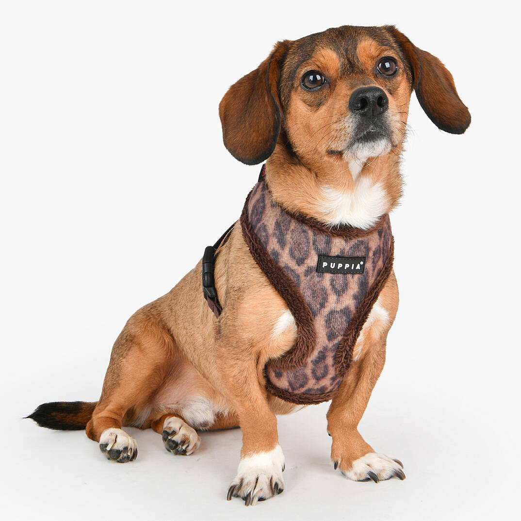 Kovo Harness A/BROWN/PAXD-HA2041-BR - 4