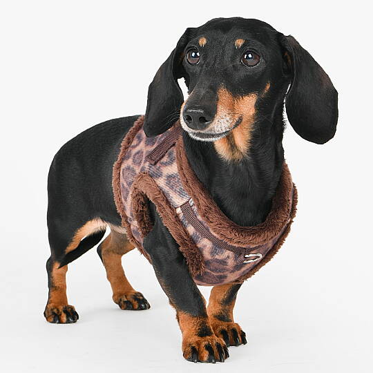 Kovo Harness B/BROWN/PAXD-HB2041-BR - 5