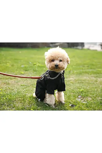 Krom Zincir Köpek Boyun Tasması Large - 3