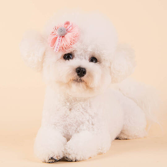 Lace Pom Pom/PINK