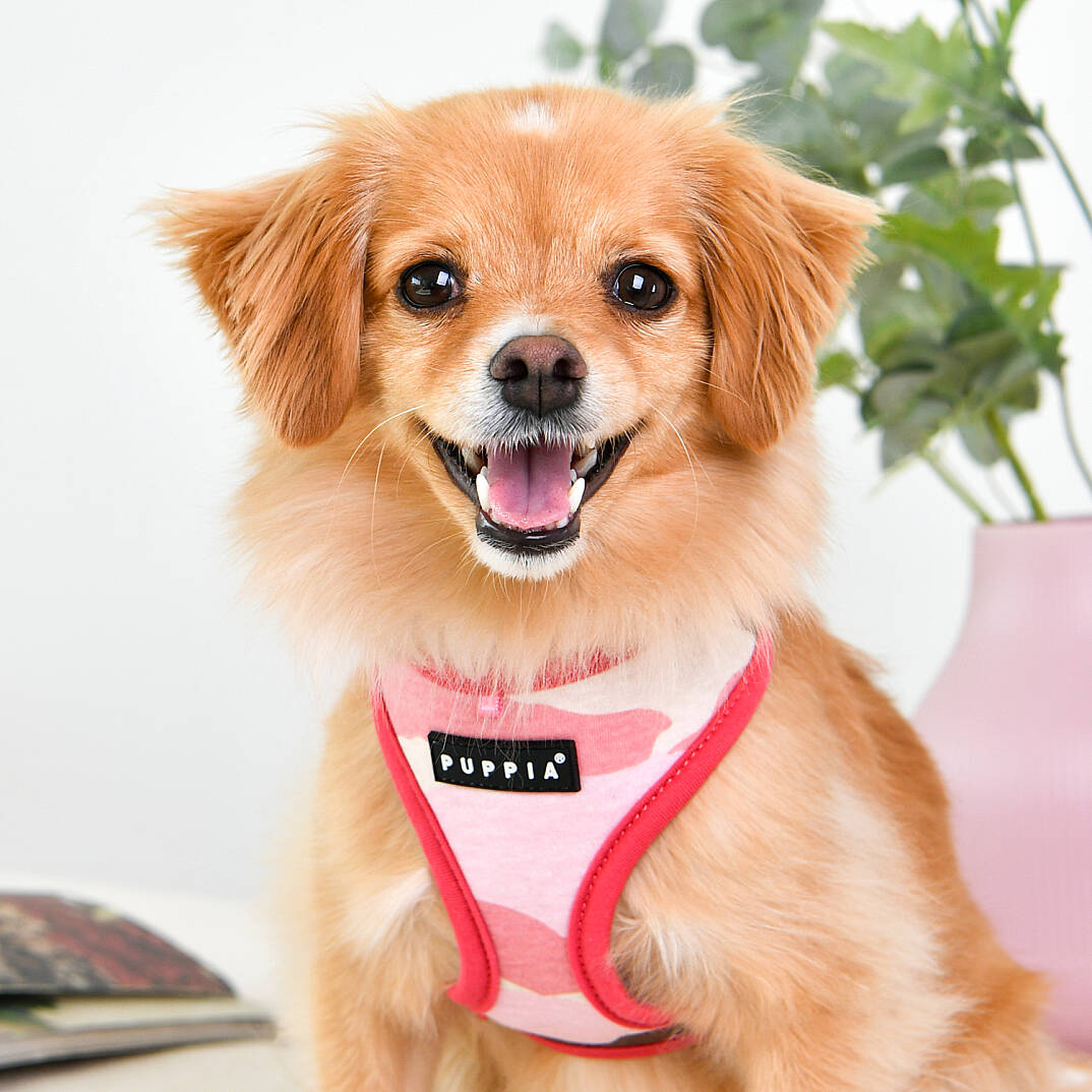 LANCE HARNESS B/PINK CAMO - 6