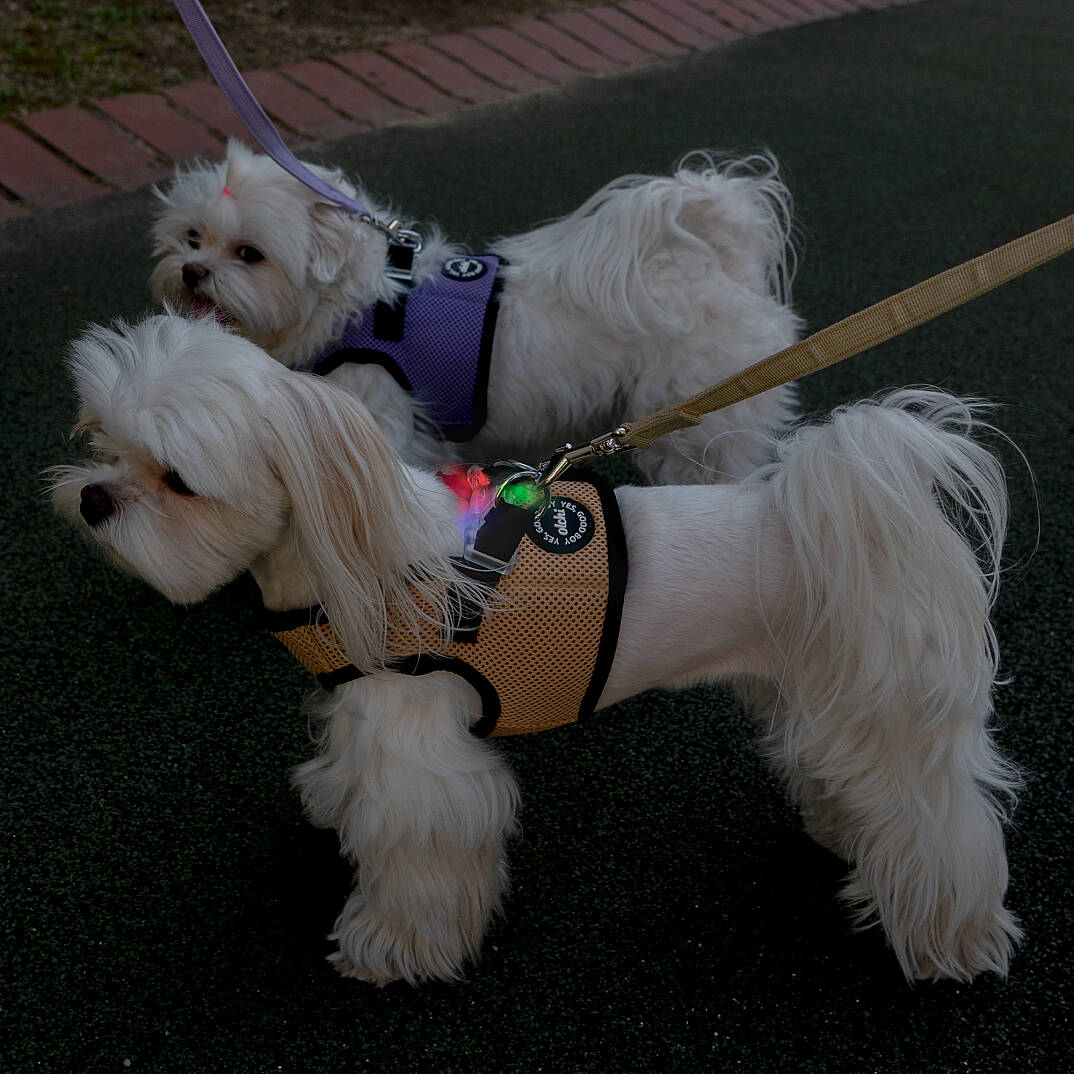 LED COMBI HARNESS / BEIGE - 8